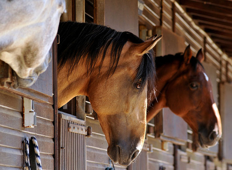 Cheval équitation